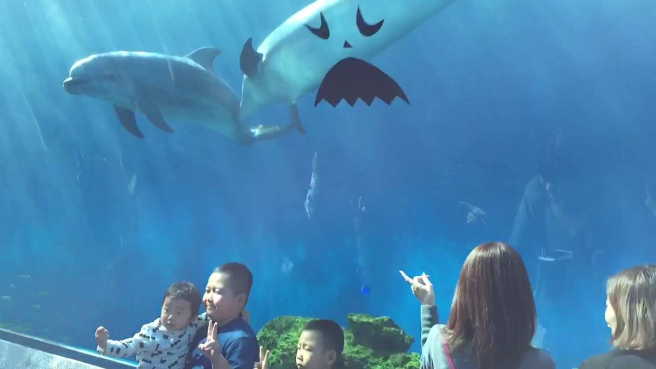 Dolphin fantasy Yokohama Sea Paradise