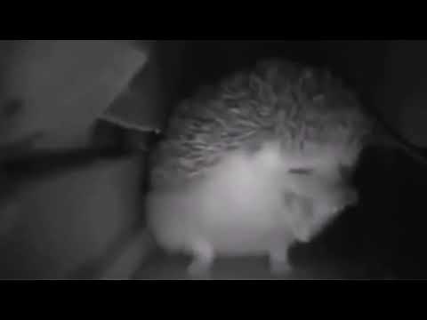 Hedgehog speaks Japanese meme ￼
