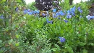 Blue Poppies and primulas in a Scottish Garden
