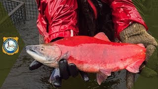 Kokanee Salmon Spawning