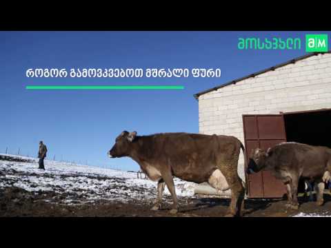 როგორ გამოვკვებოთ მშრალი ფური