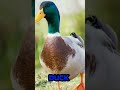 ÔÿØ ÅkuranSharif YouÔÿ Å Muslim Rani ÔÿØ ÅkuranSharif YouÔÿ Å Muslim Rani