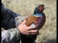 Ягдтерьер. Натаска по фазану в кукурузе. Jagdterrier training for pheasant in corn.