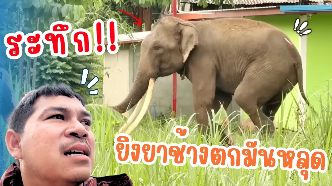 ระทึก ช้างหลุด วิ่งไล่คน