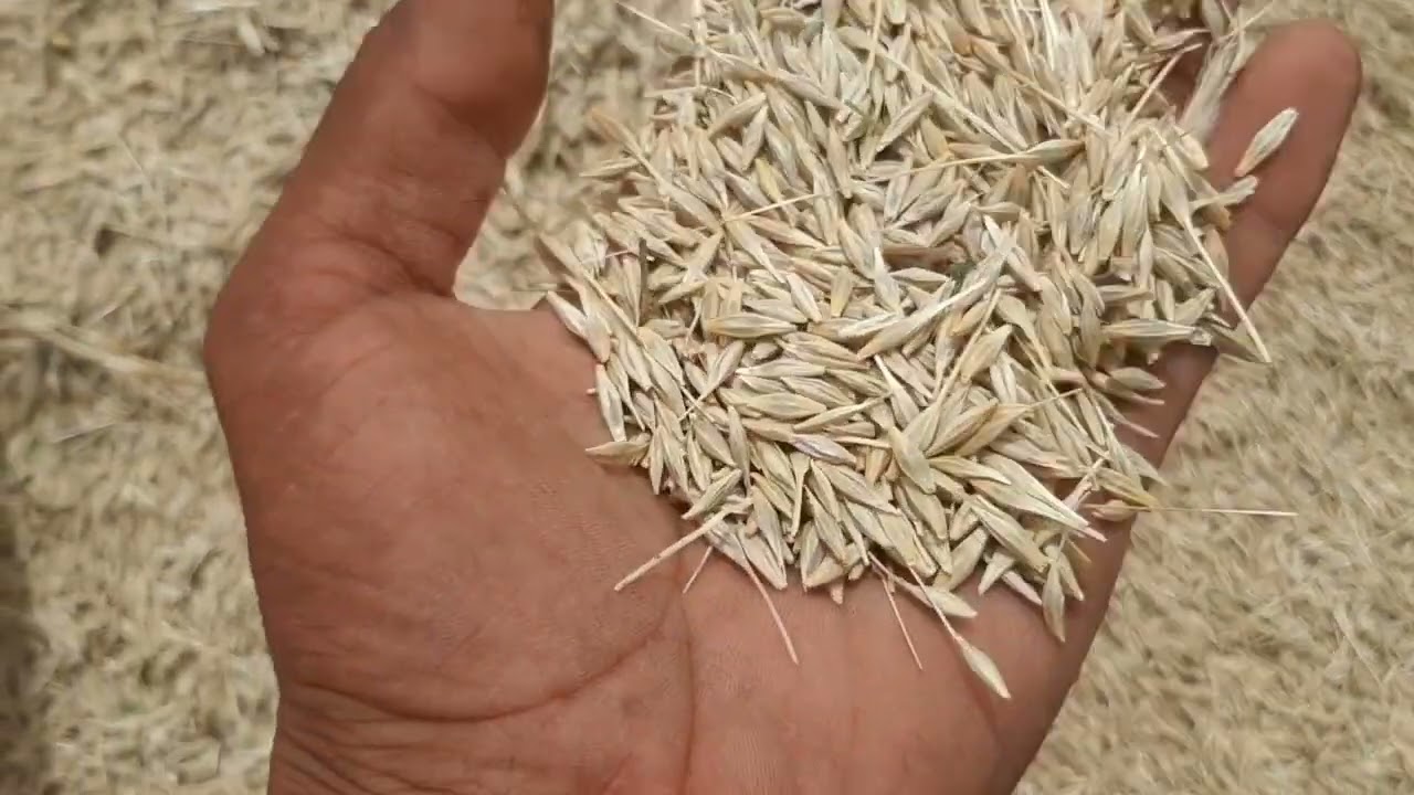 كفاش كنسيب مطمورة ديال الزرع تبعو الفيديو حتال لخر ...