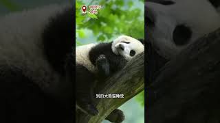 大熊猫基地的睡神，珍珍，大迷糊一家 | 中华地图