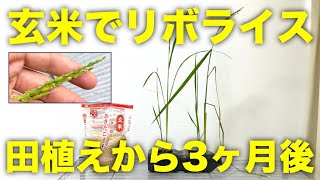 【再生野菜】玄米をペットボトルに田植えした3ヶ月後の様子【リボベジ】