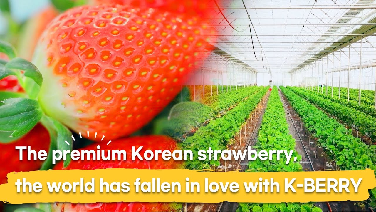 The premium Korean strawberry,the world has fallen in love with K BERRY ...
