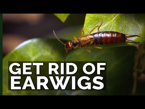 Video: Ý tưởng về Bẫy Earwig - Cách Tạo Bẫy Earwig