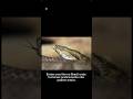 A ilha das cobras 🐍 #curiosidades #misterio #vocesabia