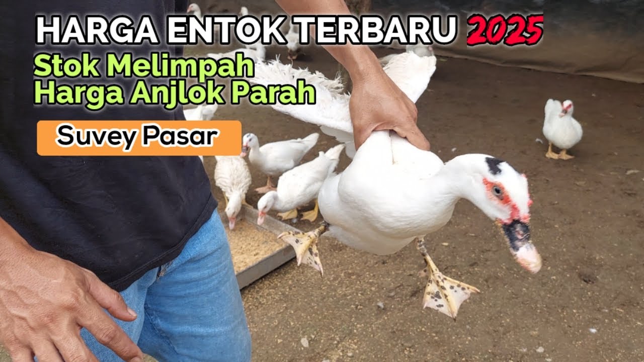 HARGA ENTOK TERBARU 2025 !!! STOK TERNAK ENTOK MELIMPAH HARGA ANJLOK PARAH