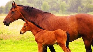 أميز تطور الجنين حسب نمط الإلقاح : عند الفرس أنثى الحصان .