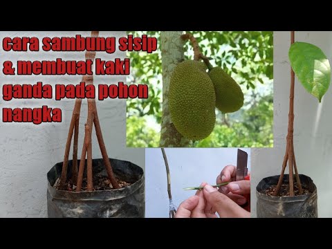 How to make a double leg on a jackfruit tree (fruit quickly) | easy