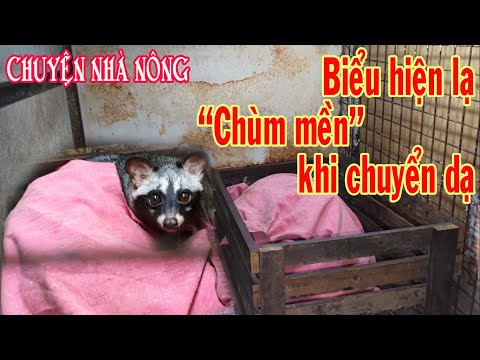 Video: Các Biến Chứng Mang Thai Và Khó Khăn Trong Chuyển Dạ ở Chồn Hương