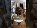 Buffalo freaks out on grandma #moose #securitycamera