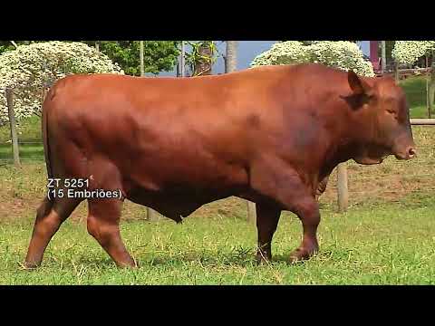 LOTE 1008 | GRAMA 4587