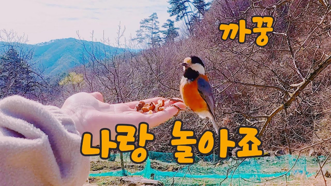 Ледяные горные кости, белокопытник, цветы рододендрона, ячмень