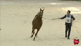 N 342 Ammar El Mabrouka Ox Sharjah International 2019