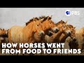 How Horses Went From Food To Friends