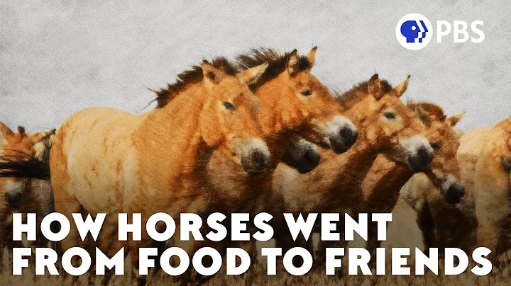 How Horses Went From Food To Friends - DayDayNews