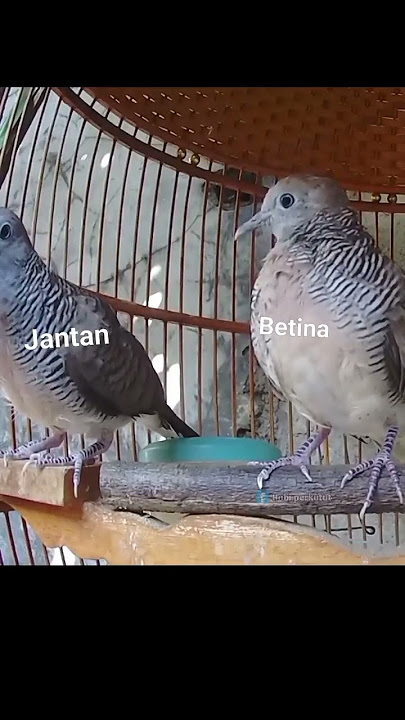 perkutut jantan betina