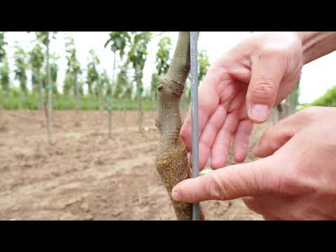 Video: Pěstování jabloní – jak pečovat o jabloně