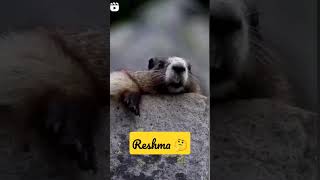 Reshma Tag Comment Your Name