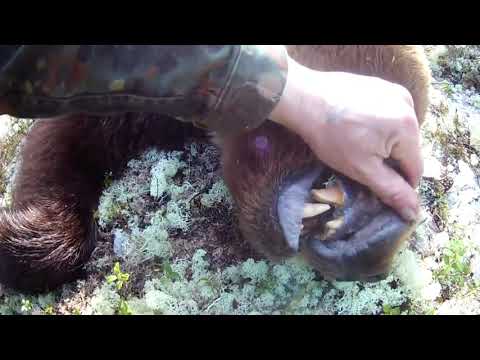 Видео: Охота на медведя Часть - 3 САМЫЕ ЖЕСТОКИЕ моменты подборка . Bear Hunt the MOST BRUTAL moments