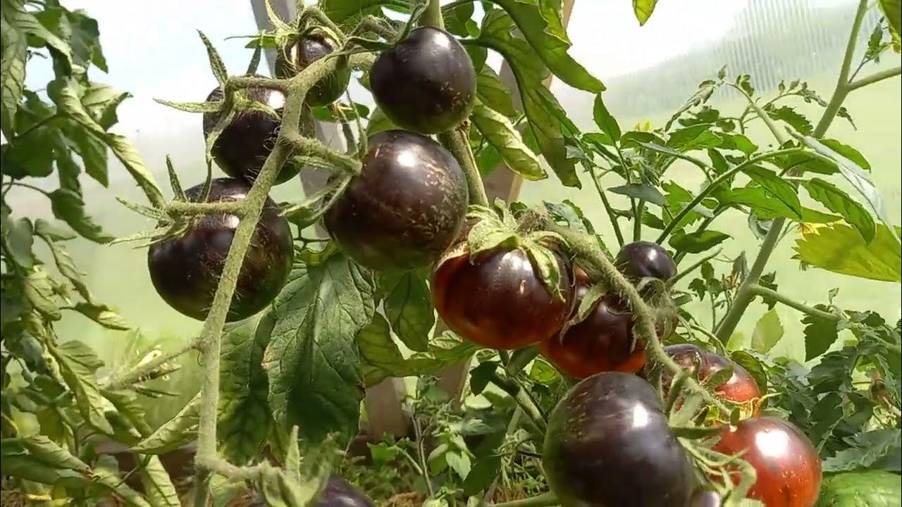 Экзотический томат КОРОЛЕВА НОЧИ.Ярославская область.29 июля 2022г ...