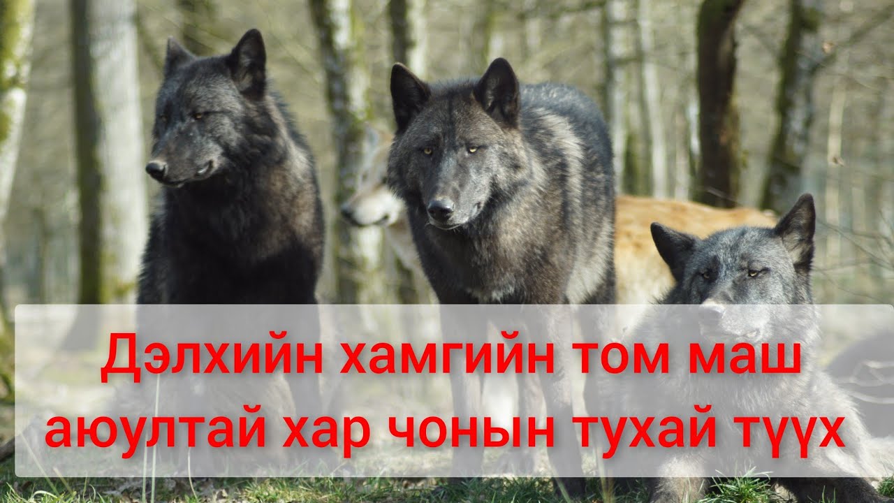 Гөлөг оллоо гээд чоно тэжээсэн залуугийн түүх.  монгол хэлээр кино дуу mongol duu kino 2023