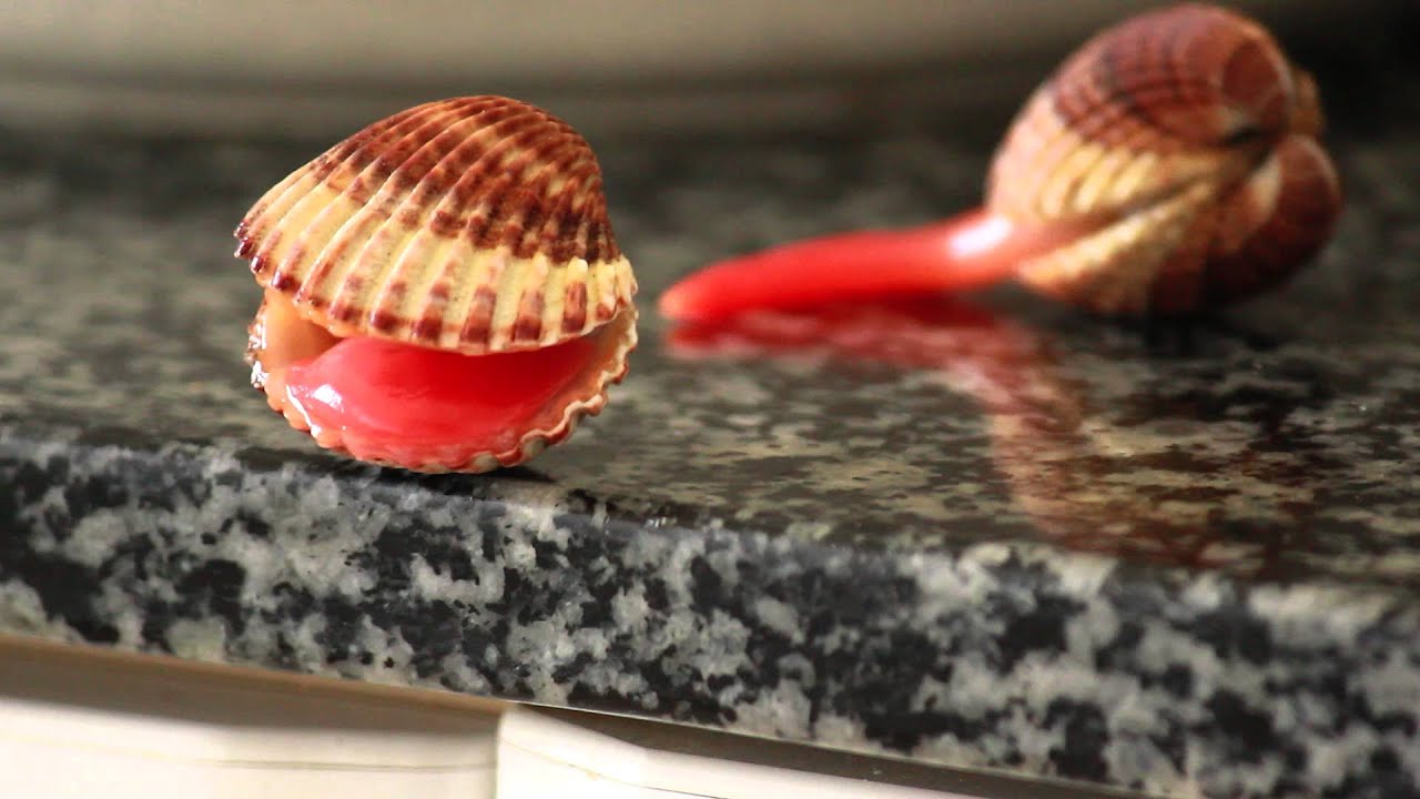 El suïcidi de l'Acanthocardia tuberculata