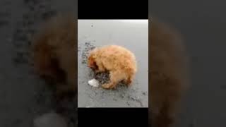 Cockapoo baby “Butters” digging for treasures at the beach
