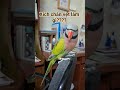 Xích chân vẹt làm gì??? #parrot #vẹt