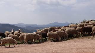 Sheep