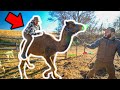 I Tried RIDING My PET CAMEL!!! (Bad Idea)