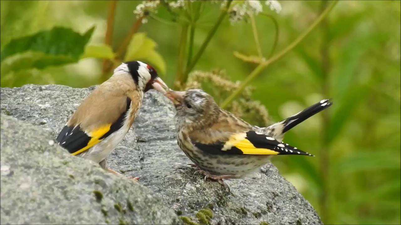 Stillits mater sin fugleunge.