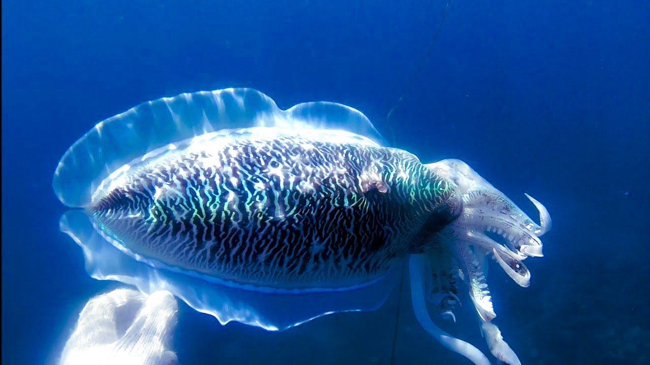 Memanah Sotong Cuttlefish Di Laut Aceh Hasil Melimpah Youtube