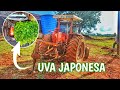 FURAMOS OS BURACOS DE TRATOR PARA PLANTAR AS UVAS JAPONESAS 🌲🐷🚜