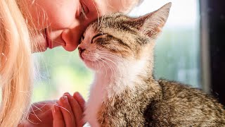 Cute Cats Fell In Love With Their Owner - Best Relationship Ever!!