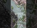メダカ水槽の沈殿物に危険生物が！#shorts