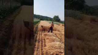 حصاد القمح في الصين