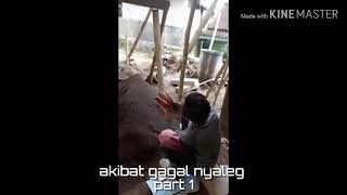 akibat gagal nyaleg