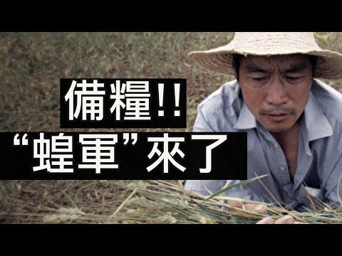 江峰：蝗虫逼近，中共专家再次可防可控；粮食安全危机在谎言中加剧