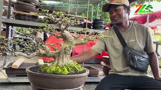 Download Lagu “BANYAK BAHAN BAGUS” BURSA BONSAI DI ROAD TO THE MAX MP3 Download Lagu “BANYAK BAHAN BAGUS” BURSA BONSAI DI ROAD TO THE MAX MP3
