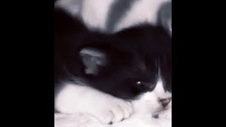 Convolk-never loved(slowed&reverb) (rus sub) Convolk-never loved(slowed&reverb) (rus sub)
