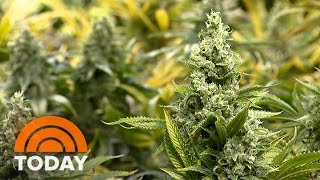 Support For Legalizing Marijuana At All-Time High, On Ballot In 5 States | TODAY