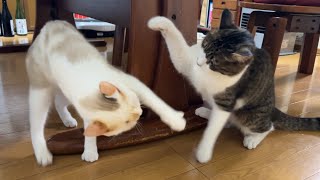 じゃれあってもみくちゃな猫たちwww