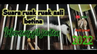 Suara ruak ruak asli betina