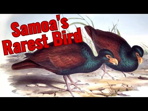 Tooth Billed Pigeon Sound