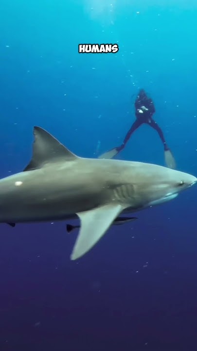 The Aggressive Bull Shark - YouTube